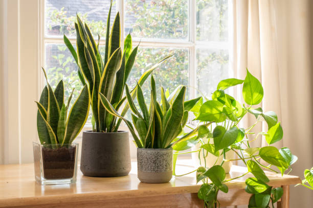 indoor plants for vastu